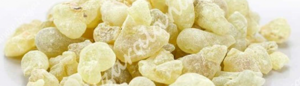 Frankicienso - Boswellia Sacra de Omán